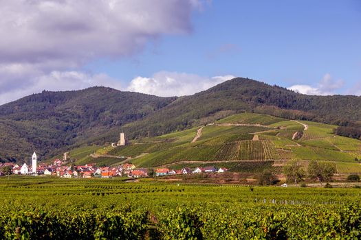 Vineyards on the wine road, Kaysersberg, Alsace, France