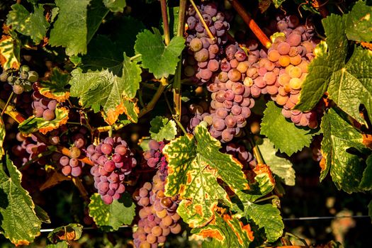 Vineyards on the wine road, Kaysersberg, Alsace, France