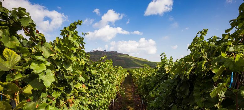 Vineyards on the wine road, Kaysersberg, Alsace, France