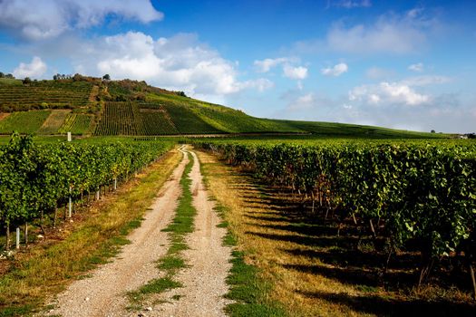 Vineyards on the wine road, Kaysersberg, Alsace, France