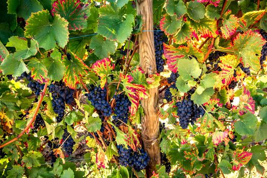 Vineyards on the wine road, Kaysersberg, Alsace, France