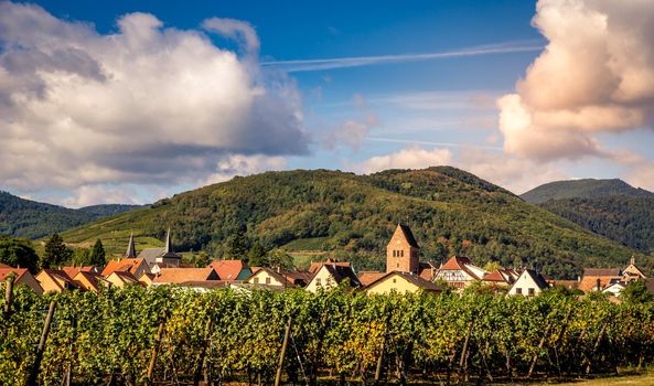 Vineyards on the wine road, Kaysersberg, Alsace, France