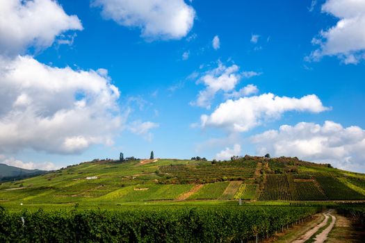 Vineyards on the wine road, Kaysersberg, Alsace, France