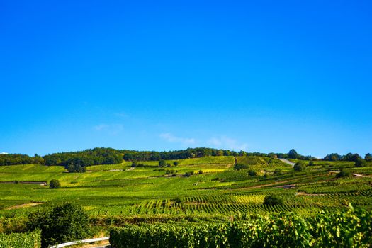 Vineyards on the wine road, Kaysersberg, Alsace, France