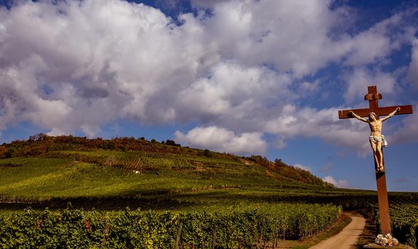 Vineyards on the wine road, Kaysersberg, Alsace, France