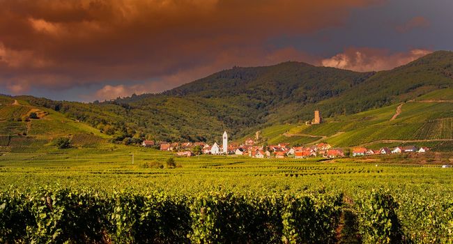 Vineyards on the wine road, Kaysersberg, Alsace, France