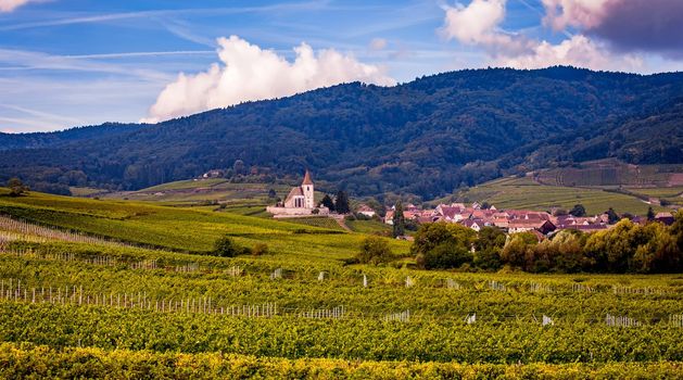 Vineyards on the wine road, Kaysersberg, Alsace, France