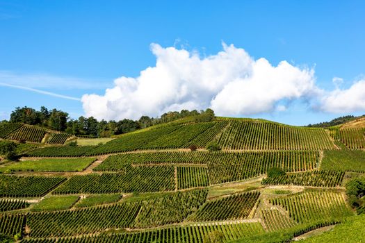 Vineyards on the wine road, Kaysersberg, Alsace, France