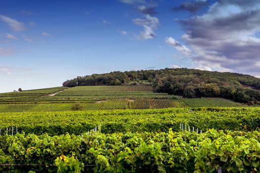 Vineyards on the wine road, Kaysersberg, Alsace, France