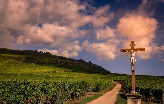 Vineyards on the wine road, Kaysersberg, Alsace, France