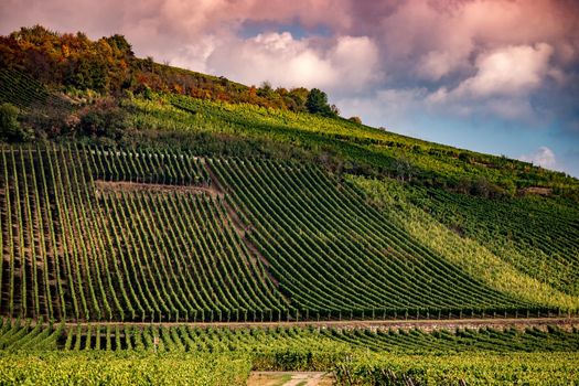 Vineyards on the wine road, Kaysersberg, Alsace, France