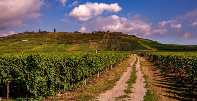 Vineyards on the wine road, Kaysersberg, Alsace, France