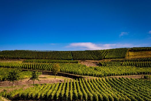 Vineyards on the wine road, Kaysersberg, Alsace, France