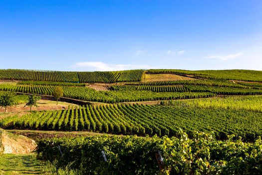 Vineyards on the wine road, Kaysersberg, Alsace, France