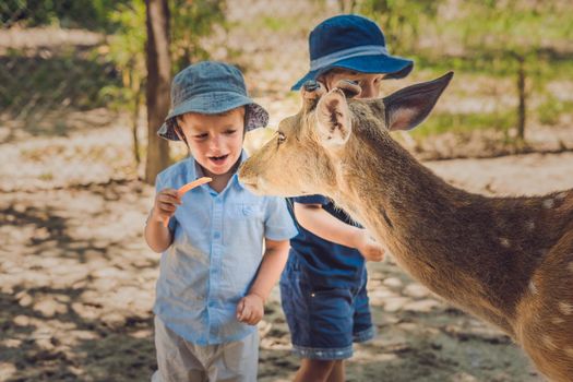 Little boy feeding deer in farm. Closeup.