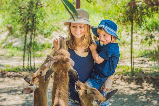 Mother and son feeding beautiful deer from hands in a tropical Zoo.