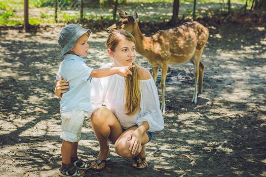 Mother and son feeding beautiful deer in a tropical Zoo.