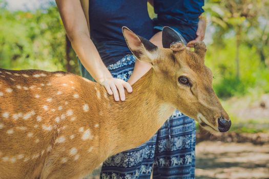 Mother and son feeding beautiful deer from hands in a tropical Zoo.