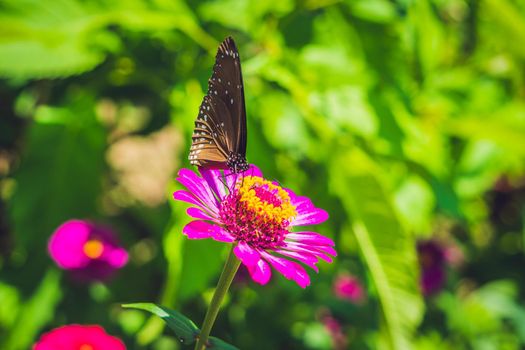 Butterfly on a tropical flower in a butterfly park.