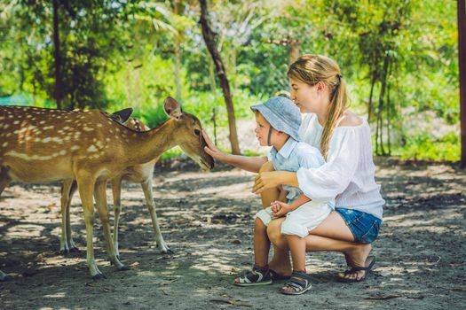 Mother and son feeding beautiful deer from hands in a tropical Zoo.