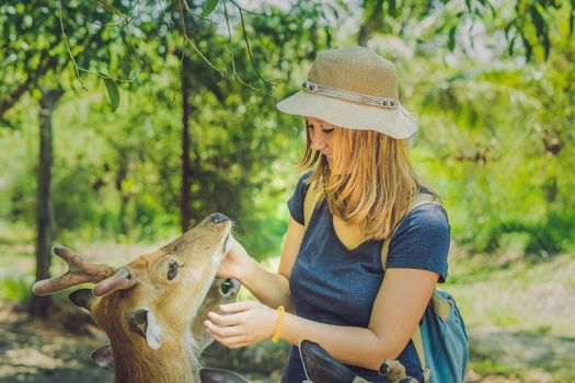 Young woman feeding beautiful deer from hands in a tropical Zoo.