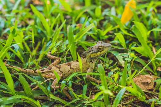 Green lizard in the grass In the tropics.