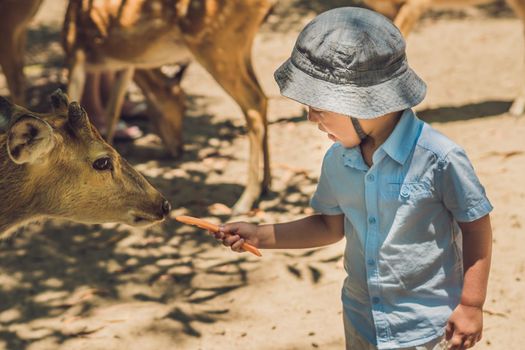 Little boy feeding deer in farm. Closeup.