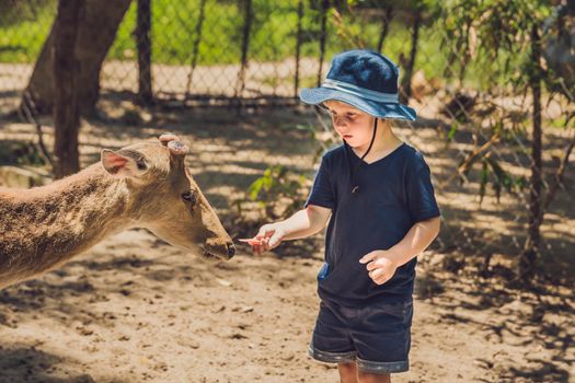 Little boy feeding deer in farm. Closeup.