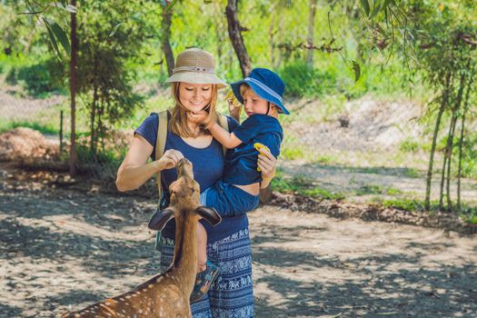 Mother and son feeding beautiful deer from hands in a tropical Zoo.