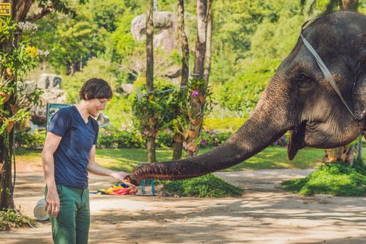 man feed the elephant in the tropics.