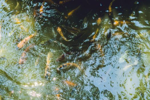 Many of catfishes in pond. Vietnam, Nha Trang