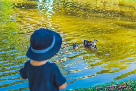 the little boy standing on the bank of the lake and looking at floating ducks.