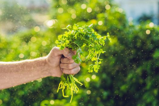 Hand holding Cilantro in the farm And splashing water Sunrise.