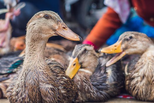 duck for sale on the Vietnamese market. Asian cuisine concept.