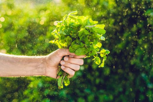 A bunch of mint in hand and a splash of water against the green background.