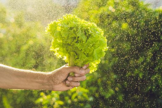 Bunch of lettuce in a hand of a man with a splashes of water in air.