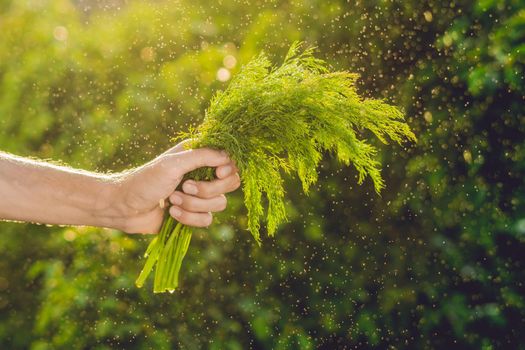 Bunch of fennel in a hand of a man with a splashes of water in air. Sunset light. Go green. Healthy food