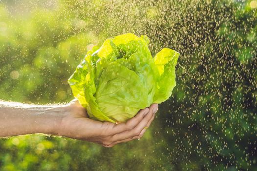 Bunch of lettuce in a hand of a man with a splashes of water in air.