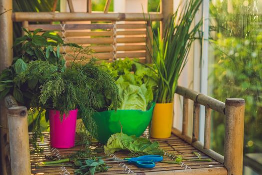 A variety of fresh organic herbs on an old wooden background.