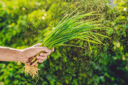 Bunch of Green onions in a hand of a man with a splashes of water in air. Sunset light. Go green. Healthy food