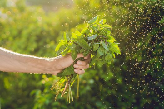 Bunch of basil in a hand of a man with a splashes of water in air. Sunset light. Go green. Healthy food