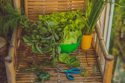 A variety of fresh organic herbs on an old wooden background.