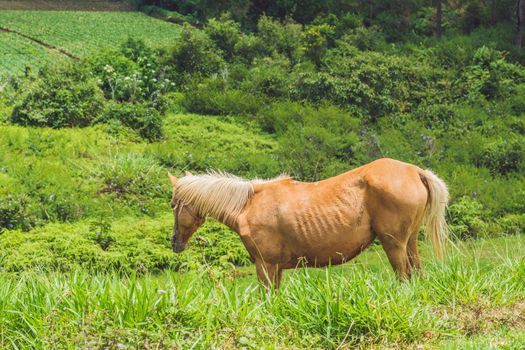 Beautiful red horse with long blond mane in spring field with yellow flowers.