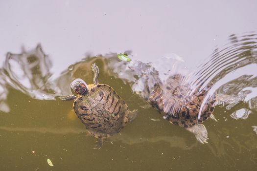 Water turtles swim in the pond of Hong Kong.