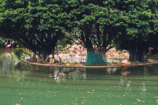 A flock of birds of pink flamingos on a pond in Hong Kong Park.