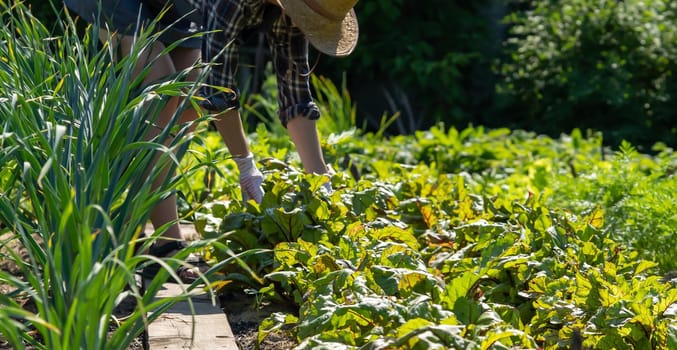 A young girl in a straw hat is engaged in gardening work, takes care of the beetroot beds, plant seeds. A woman cultivates plants, farms on a sunny day.