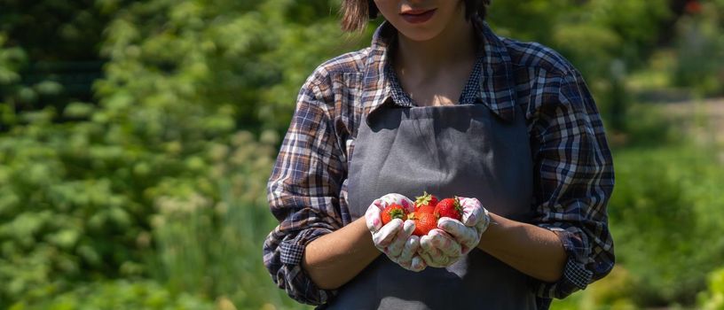 Female hands in gloves hold a handful of juicy ripe red strawberries, a girl farmer picks berries in her garden on a sunny summer day.