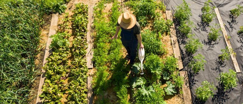 A young man in a straw hat is standing in the middle of his beautiful green garden, covered in black garden membrane, view from above. A male gardener is watering the plants with watering can