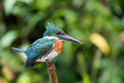 Amazon Kingfisher (Chloroceryle amazona) sitting on a branch with blurry background. Refugio de Vida Silvestre Cano Negro, Wildlife and birdwatching in Costa Rica.