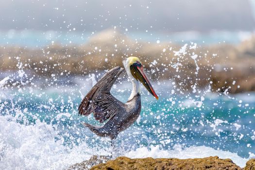 Brown pelican (Pelecanus occidentalis) against water splash from pacific ocean waves. Ocotal Beach, Wildlife and birdwatching in Costa Rica.